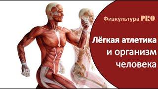 #легкаяатлетика #физкультура  Как влияют занятия лёгкой атлетикой на организм человека?