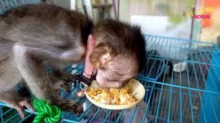 baby monkey eat soy sauce rice #monpai #babymonkey #babymonpai