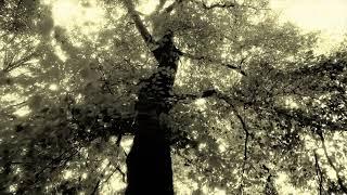 John Metcalfe - Root to Leaf (Part 1) (Official Video)