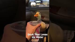 Duck loves ice water | The Koala #animals #pets #duck #ice