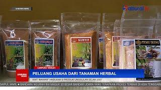 Peluang Usaha Dari Tanaman Herbal Pekarangan - SaburaiNEWS