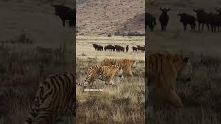 Shaka and oria at tigercanyons karoo south Africa