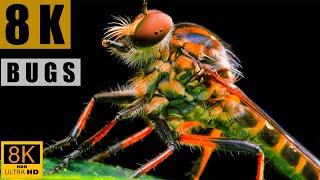 8K HDR DOLBY VISION | INSECTS AND BUGS IN 8K VIDEO ULTRA HD