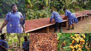 LARGEST COCOA FARM IN GHANA OWNED BY DEACONESS OF THE CHURCH OF PENTECOST -  GRACE AMEYAW