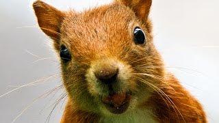 Are Squirrel Testicles The Secret to Eternal Youth? RIF 57