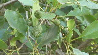 Вільха чорна, або вільха клейка Alnus glutinosa(L.) Gaer in.) - лікувальні "фітованни" без води!