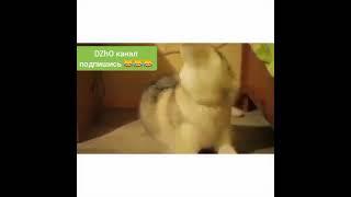 Собака болтака talking dog #shorts #смешныесобаки #смотреть  #shorts#DZhO #new_funny_video