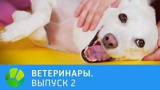 Ветеринары. Собака, морская свинка, крокодил | Живая Планета