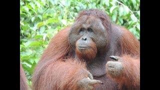 Orangutans at Camp Leakey in Borneo, part 1