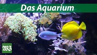 Schönes Wilhelmshaven: Das Aquarium | Wilhelmshavener Zeitung