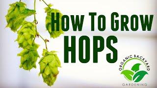 How to Grow Hops in Containers at Home for Beer Brewing - Backyard Growing Hops Guide