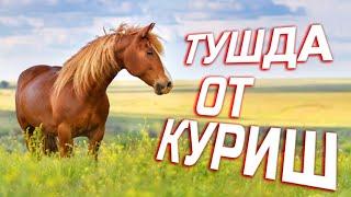 Туш табири - Тушда от куриш