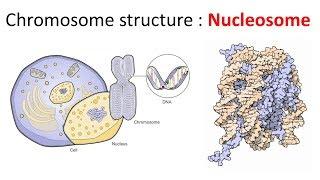 Chromatin structure : Nucleosome