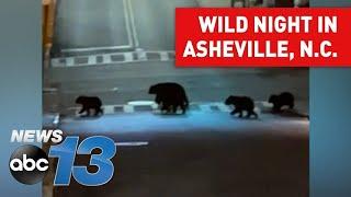 Bear family walks in downtown Asheville, North Carolina