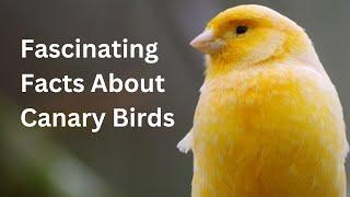 Captivating Facts About Canaries: Unlocking Their Secrets