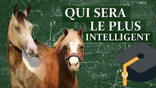 LEQUEL SERA LE PLUS INTELLIGENT ? - Baly, Ace et Nagini au défi !