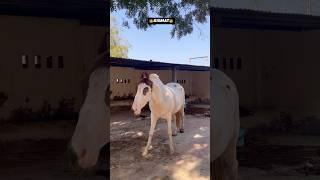 KISMAT🫶 #vairalshort #song #youtubeshorts #horse #horsefan