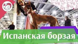 Испанская борзая на ilikepet. Особенности породы, уход