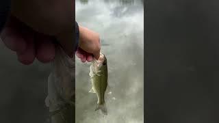 Fish in Tiffin, IA #fishing #fishingvideo #bass #largemouthbass #shorts