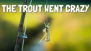 CHASING BROWN TROUT with HOPPERS for three days | Spring Creek Hopper Fly Fishing