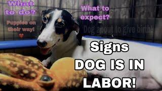 Signs dog is going into labor | My Dog is in labor !| What to expect/What to do?