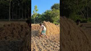 Two people beside a dry paddy plant