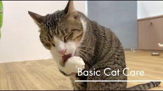 Basic Pet Care: Cats
