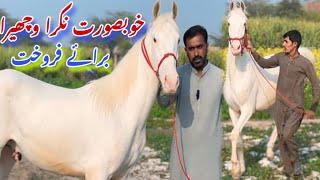 Desi Nukra Horse For Sale