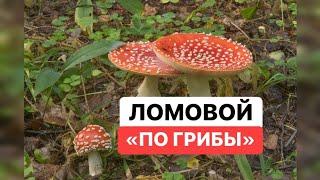 ЛОМОВОЙ - По грибы