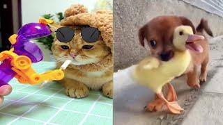 funny monkeys doing stupid thingsMonkey And Dog Vines Compilation 2022