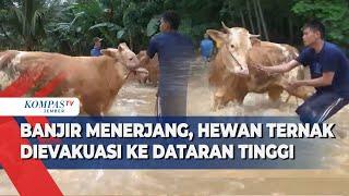 Banjir Hebat di Jember, Warga Evakuasi Ternak ke Tempat Aman