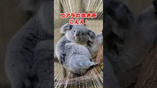 【衝撃】コアラの鳴き声聞いたことある？