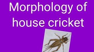 Zoology: Morphology of house cricket #cricket #morphology ٹڈی کامطالعآ