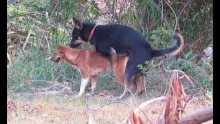 Red and black Dogs sweet meeting at countryside.