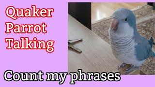 Quaker Parrot talking in English #quakerparrot