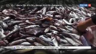 Русская рыба  Документальный фильм