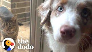 Stray Cat Decides To Follow This Dog Home  | The Dodo Odd Couples