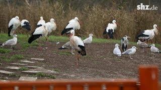 Storchen-Hotspot in Sankt Peter-Ording: "Die klugen Störche bleiben hier."