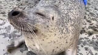 Seal has back rubs from hooman, smiles