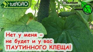 ВОТ ПОЧЕМУ В МОЕЙ ТЕПЛИЦЕ НЕТ ПАУТИННОГО КЛЕЩА. Распознать и побороть паутинного клеща на огурце.