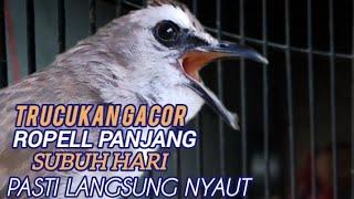 burung trucukan gacor ROPEL PANJANG buat pancingan trucukan agar bunyi burung trucuk gacor