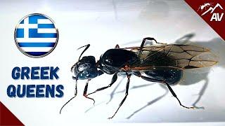 Queen Ant Hunting in Greece | Greek Ant Documentary 2