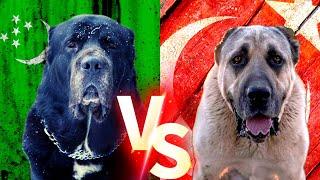 Alabay ( Alabai ) Vs Aksaray Malaklı ( Anatolian Shepherd Dog ) 4K Köpekleri #malaklı #alabay #köpek