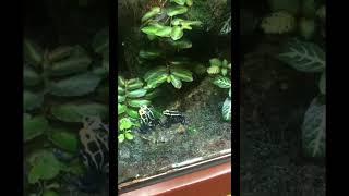 Poison dart Frogs Mating at Smithsonian National Zoo @ Washington D.C.