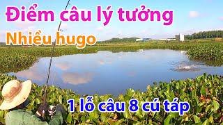 Câu rê cá lóc ở điểm mới phát hiện| 1 lỗ câu 8 cú táp