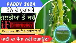 ਝੋਨੇ ਦੇ ਬੂਰ ਪੈਣ ਸਮੇਂ ਗ਼ਲਤੀਆਂ ਤੋਂ ਬੱਚੋ Paddy water management at flowering stage.