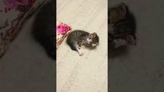 cute and funny kittens 