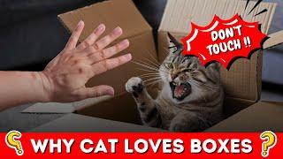 "Here's Why Cats Love Boxes So Much ?