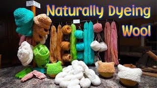 Naturally Dyeing Our Processed Wool - DIY