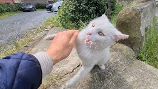 Angry White Cat is so cute when she wakes up in the morning.